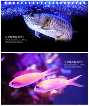 1 gabalas Stiklo nardymo LED šviesos akvariumas povandeninis LED lempa raudona geltona mėlyna Arowana Papūga žuvis vienoje eilėje arba du kartus