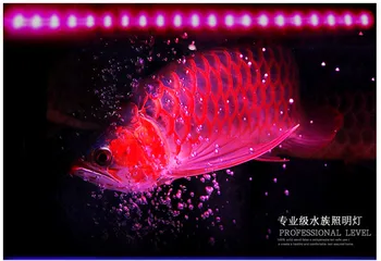 1 gabalas Stiklo nardymo LED šviesos akvariumas povandeninis LED lempa raudona geltona mėlyna Arowana Papūga žuvis vienoje eilėje arba du kartus