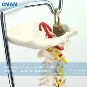 12382 CMAM-SPINE10 Kokybės Medicinos Mokslo Anatomijos Modelis ,natūralaus Dydžio stuburą su Dubens