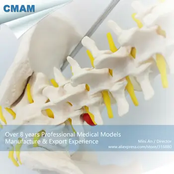 12382 CMAM-SPINE10 Kokybės Medicinos Mokslo Anatomijos Modelis ,natūralaus Dydžio stuburą su Dubens