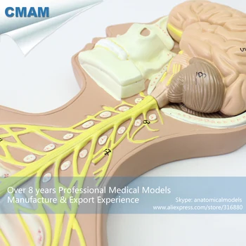 12416 CMAM-BRAIN18 Nuimamas Smegenų Dalys Nervų Sistemos Anatomijos Modelis