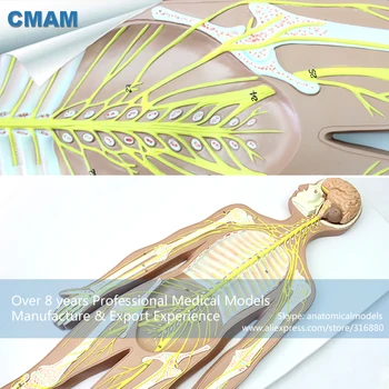 12416 CMAM-BRAIN18 Nuimamas Smegenų Dalys Nervų Sistemos Anatomijos Modelis