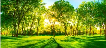3d kraštovaizdžio tapetai, 3d ekrano užsklanda kambario Saulės šviesa, miško žolė žalia tema tema kraštovaizdžio sienos freskos 3d tapetai
