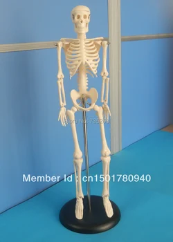 45CM Mini Skeletas,žmogaus Skeleto Modelis,Mini Skeleto Modelis