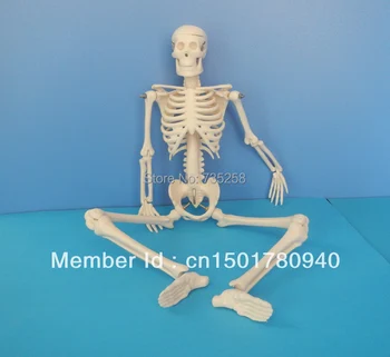 45CM Mini Skeletas,žmogaus Skeleto Modelis,Mini Skeleto Modelis