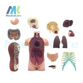 4D Meistras Žmogaus kūno surinkti medicinos žmogaus anatomija skaidriais kūno anatomijos modelis
