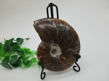 AAA Natural Colorful Ammonite Fossil Specimen Shell Mineral Healing Crystal Specimens Healing Home Decorations Furnishing