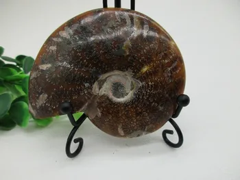 AAA Natural Colorful Ammonite Fossil Specimen Shell Mineral Healing Crystal Specimens Healing Home Decorations Furnishing