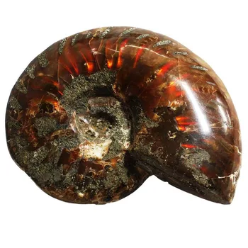 Ammonite Iškastinio Akmens Int. 3-4 oz.