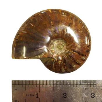Ammonite Iškastinio Akmens Int. 3-4 oz.
