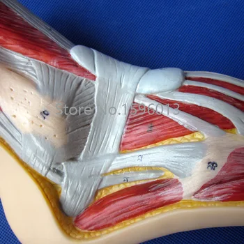Anatominį Pėdos Modelį, Mediana Sagittal Skyriuje Pėdų Modelį, Pėdų midsagittal plokštumoje modelis