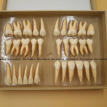 Aukštos Kokybės 2,5 karto 32 vnt suaugusiųjų nuolatinių dantų modelio Dantų dovana Komunikacijos Dantų Modeliai Odontologia