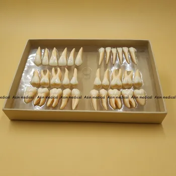 Aukštos Kokybės 2,5 karto 32 vnt suaugusiųjų nuolatinių dantų modelio Dantų dovana Komunikacijos Dantų Modeliai Odontologia