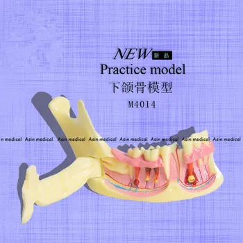 Aukštos Kokybės keičia apatinio žandikaulio Modelio dantų Komunikacijos Modelis dantų Mokymo Modelį