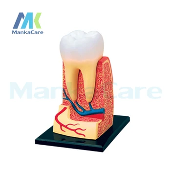 Danties struktūra Po Kapitonas 4D asamblėjos žmogaus anatomijos modelis medicininis modelis, danties modelis biologinio eksperimento Nemokamas pristatymas