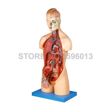 Deluxe 20 Dalių Biseksualų Liemens Modelis su Vidaus Organų Anatomijos Liemens modelis su 200 Ženklų, Anatomijos Modelis