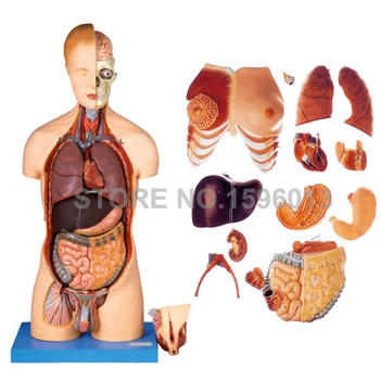 Deluxe 20 Dalių Biseksualų Liemens Modelis su Vidaus Organų Anatomijos Liemens modelis su 200 Ženklų, Anatomijos Modelis