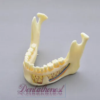 Dentalmall Dantų Modelio #5004 02 - Nuimamas Pro Kaukolės Modelis