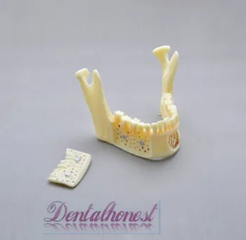 Dentalmall Dantų Modelio #5004 02 - Nuimamas Pro Kaukolės Modelis