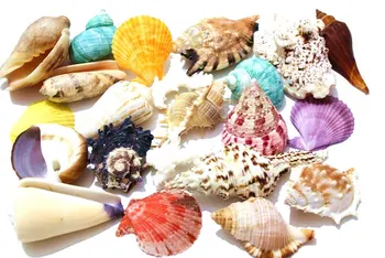 Grynas natūralus conchas kriauklių manualidades paketo boutique žvaigždė kriauklių, akvariumo reikmenys, paplūdimio namų dekoro