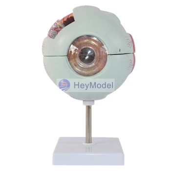 HeyModel Medicinos žmogaus akies obuolys, akies anatomijos modelis