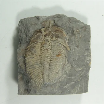 Iškastinio Aukso Trilobite (Coronocephalus jastrowi) ant matricos rock