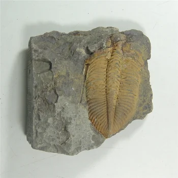 Iškastinio Aukso Trilobite (Coronocephalus jastrowi) ant matricos rock