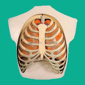 Kvėpavimo Aparato Modelio,Kvėpavimo Sistemos Modelis