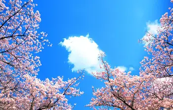 Lubų freskomis tapetai Persikų lapų dangaus debesys cherry blossom lubų zenith 3d freskomis tapetai už kambarį
