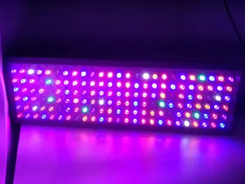 Nebular P900 LED grow light 900W 12-band aukštos PAR DUAL DARŽOVIŲ/GĖLIŲ viso SPEKTRO hydroponic šiltnamio efektą sukeliančių