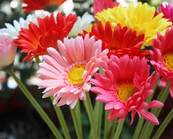 Nemokamas Pristatymas(10vnt/Lot), Švieži Gerbera Dirbtinės Gėlės Nekilnojamojo Touch daisy Gėlių Namų Puošybai Vestuves & Gimtadienis