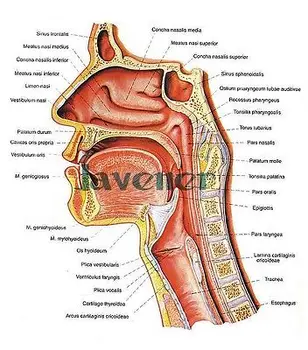 New1:1 Žmogaus Anatominių Nosies Ertmę, Gerklės Anatomija Medicininės Patologijos Modelis