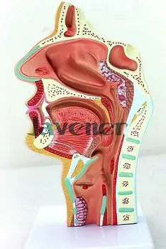 New1:1 Žmogaus Anatominių Nosies Ertmę, Gerklės Anatomija Medicininės Patologijos Modelis