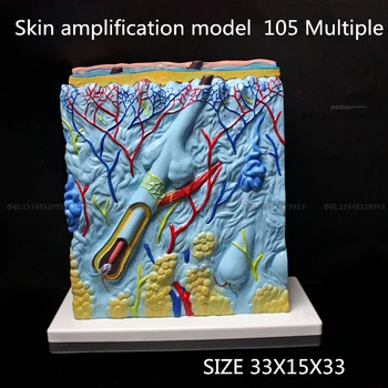 Odos stiprinimo modelio 105 Kelis Odos Audinio Struktūros Stiprinimą Modelio Žmogaus Audinių, Organų Medicinos Modeliai