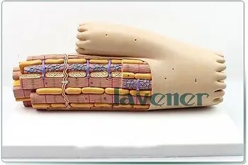 Padidinti Žmogaus Anatomijos Anatomija Lygiųjų Raumenų Medicinos Modelis