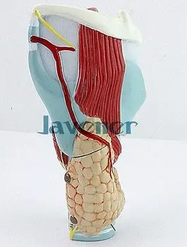 Padidinti Žmogaus Anatomijos Gerklės Gerklų Anatomija Medicininis Modelis, Modeliavimas