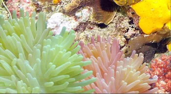Pasirinktinius nuotraukų 3d tapetai Povandeninis laivas pasaulyje povandeninis kraštovaizdis žuvų, koralų 3d sienų freskomis tapetų sienos, 3 d kambarį