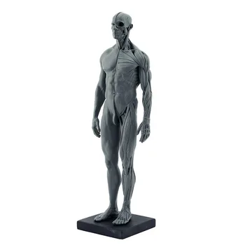 Pilnas Dervos Vyrai Žmogaus Kūno Modelis Medicinos Anatomija Žmogaus Raumenų Mokymo Modelį Dailės Mokymo 8.2*7.8*30cm