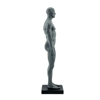 Pilnas Dervos Vyrai Žmogaus Kūno Modelis Medicinos Anatomija Žmogaus Raumenų Mokymo Modelį Dailės Mokymo 8.2*7.8*30cm