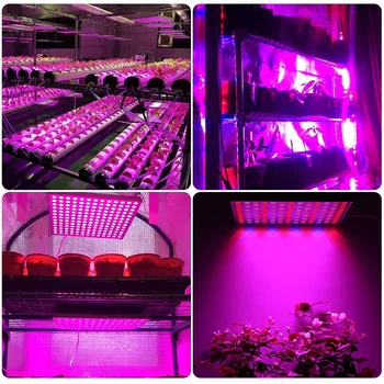 Populargrow fitolampa 45W led lempos sodinukai su Raudona Mėlyna spektro especial už Hydroponics palapinė komercinės medicinos augalai