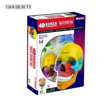 TDOUBEAUTY Anatomica Žmogaus Skeletas 4D Vizija Didaktinė Sprogo Kaukolės Modelis 1/2 4D Meistras Nemokamas Pristatymas