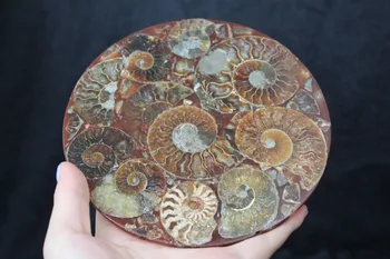 UNIKALUS gražus Pusę Sumažinti Ammonite Shell Iškastinio Disko Madagaskaras