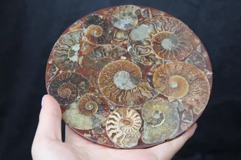 UNIKALUS gražus Pusę Sumažinti Ammonite Shell Iškastinio Disko Madagaskaras