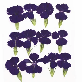 Violetinė Dianthus Džiovintų Presuotų Gėlių į 