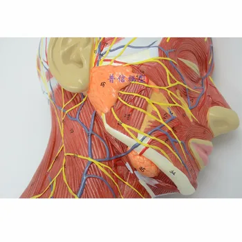 Žmogaus,kaukolė su raumenų ir nervų, kraujagyslių, galvos skyriuje smegenų, žmogaus anatomijos modelis. Mokyklos medicinos mokymo