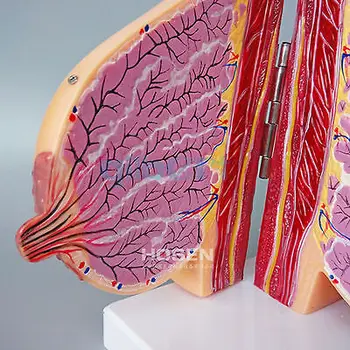 Žmogaus Moteriškas Laktacijos Anatomija Krūties Modelis Anatomijos Mokymo Ginekologija