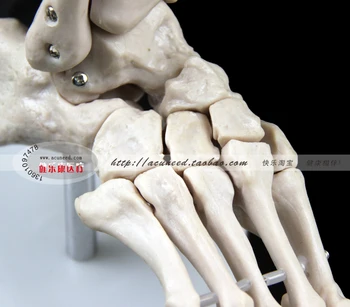 žmogaus pėdos kaulų modelis kojų padų sąnarių kojos čiurnos blauzdikaulio ir šeivikaulio koja modelis Departamento ortopedija